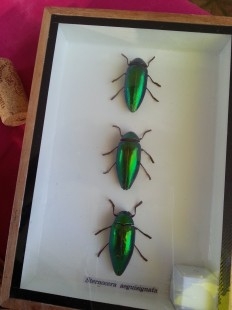 Escarabajos Joya desplegados. Sternocera Aguisignata. Vitrina con 3 coleópteros.