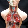 Modelo anatómico de cadera y muslo con celulitis