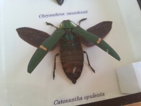 Escarabajos Joya. 3 especies Chrysochroa Buqueti Rugicollis