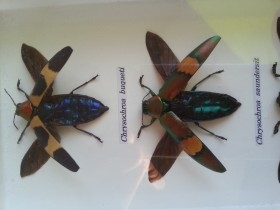  Chrysochroa Saundersi E. y Magaloxantsa Bicolor.