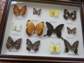 Mariposas disecadas en vitrina. 12 ejemplares diferentes e identificados.