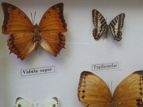 Mariposas disecadas en vitrina. 12 ejemplares diferentes e identificados.