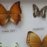 Mariposas disecadas en vitrina. 12 ejemplares diferentes e identificados.