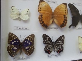 Mariposas disecadas en vitrina. 12 ejemplares diferentes e identificados.