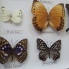 Mariposas disecadas en vitrina. 12 ejemplares diferentes e identificados.