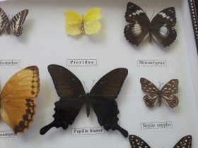 Mariposas disecadas en vitrina. 12 ejemplares diferentes e identificados.