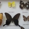 Mariposas disecadas en vitrina. 12 ejemplares diferentes e identificados.