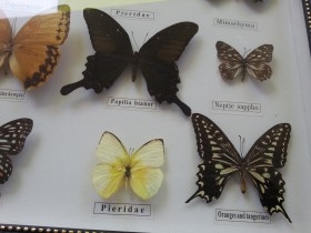 Mariposas disecadas en vitrina. 12 ejemplares diferentes e identificados.