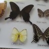 Mariposas disecadas en vitrina. 12 ejemplares diferentes e identificados.