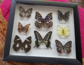 Mariposas disecadas en vitrina. 12 ejemplares diferentes e identificados.