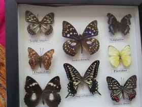 Mariposas disecadas en vitrina. 12 ejemplares diferentes e identificados.