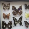 Mariposas disecadas en vitrina. 12 ejemplares diferentes e identificados.