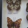 Mariposas disecadas en vitrina. 12 ejemplares diferentes e identificados.