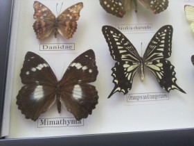 Mariposas disecadas en vitrina. 12 ejemplares diferentes e identificados.