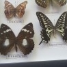 Mariposas disecadas en vitrina. 12 ejemplares diferentes e identificados.