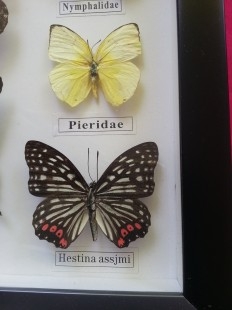 Mariposas disecadas en vitrina. 12 ejemplares diferentes e identificados.