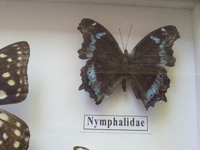 Mariposas disecadas en vitrina. 12 ejemplares diferentes e identificados.