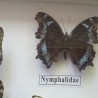 Mariposas disecadas en vitrina. 12 ejemplares diferentes e identificados.