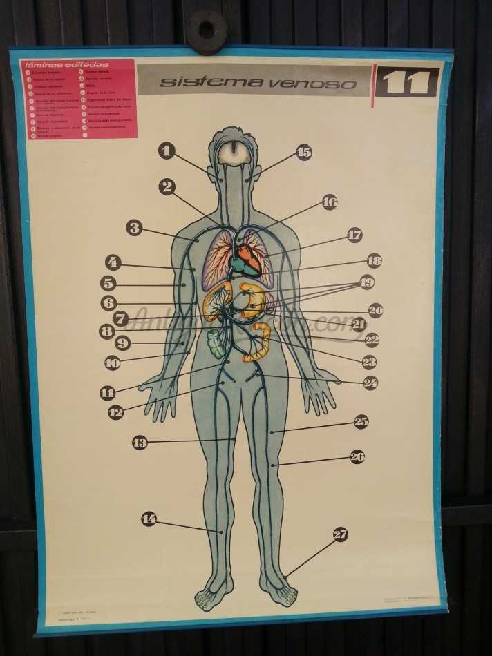 Cartel de vieja escuela. Año 71. Educativo. ÓRGANOS DEL GUSTO Y DEL TACTO.