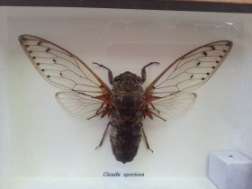 Insectos disecados en vitrina. Tres especies de CICADICAE sp.