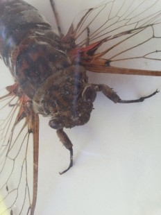 Insectos disecados en vitrina. Tres especies de CICADICAE sp.