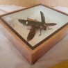 Escarabajo Disecado en vitrina. ODONTOLABIS ELEGANS.