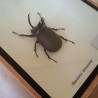 Escarabajo Disecado en vitrina. MAGALOXANTSA BICOLOR.