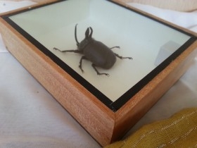 Escarabajo Disecado en vitrina. MAGALOXANTSA BICOLOR.