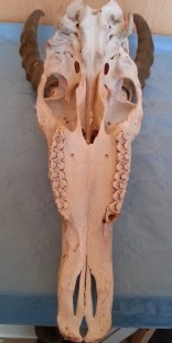 Cráneo de antílope con su cornamenta. ESPECIE NO CITES.