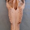 Cráneo de antílope con su cornamenta. ESPECIE NO CITES.