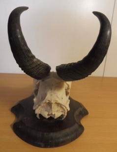 Cráneo de antílope con su cornamenta. Red hartebeest. ESPECIE NO CITES.