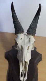 Cráneo de antílope con su cornamenta. Red hartebeest. ESPECIE NO CITES.