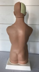 Modelo anatómico de torso. Completo y desmontable. USO DIDÁCTICO. 50 cm de alto.