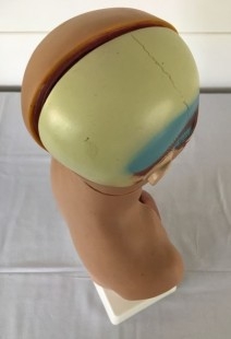 Modelo anatómico de torso. Completo y desmontable. USO DIDÁCTICO. 50 cm de alto.