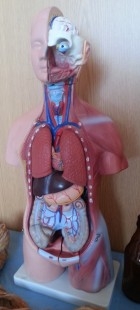 Modelo anatómico de torso de mujer. Completo y desmontable. USO DIDÁCTICO. 45 cm de alto.