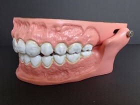 Modelo anatómico de conjunto de dientes. USO DIDÁCTICO.