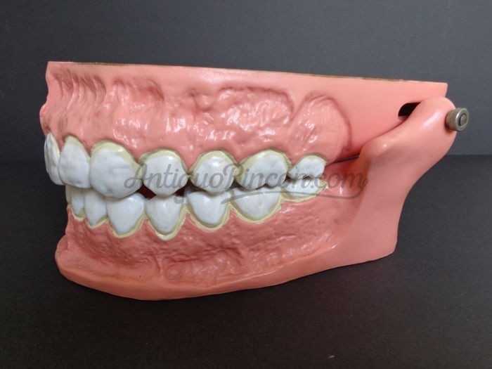 Modelo anatómico de conjunto de dientes. USO DIDÁCTICO.