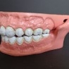 Modelo anatómico de conjunto de dientes. USO DIDÁCTICO.