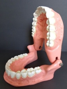 Modelo anatómico de conjunto de dientes. USO DIDÁCTICO.