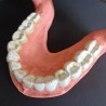 Modelo anatómico de conjunto de dientes. USO DIDÁCTICO.