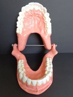 Modelo anatómico de conjunto de dientes. USO DIDÁCTICO.