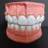 Modelo anatómico de conjunto de dientes. USO DIDÁCTICO.