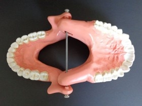 Modelo anatómico de conjunto de dientes. USO DIDÁCTICO.