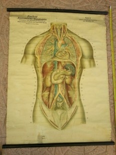 Cartel antiguo. Didáctico. De vieja escuela. Años 50. Sistema Respiratorio y digestivo.