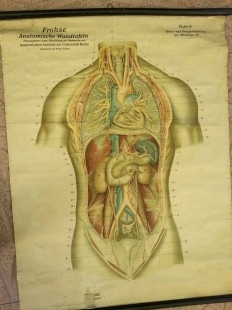 Cartel antiguo. Didáctico. De vieja escuela. Años 50. Sistema Respiratorio y digestivo.