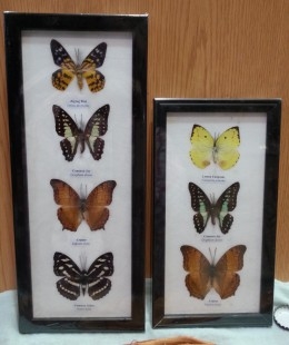 Mariposas colección. Pareja de marcos con 7 preciosas mariposas en vitrinas enmarcadas.