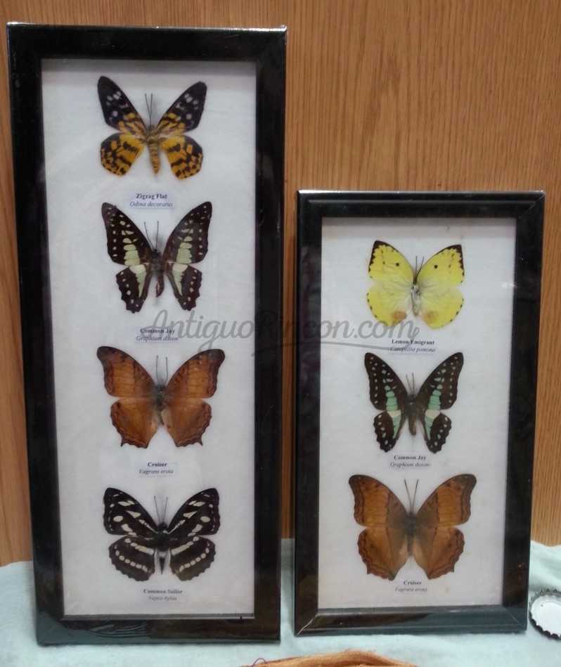 Mariposas colección. Pareja de marcos con 7 preciosas mariposas en vitrinas enmarcadas.