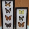 Mariposas colección. Pareja de marcos con 7 preciosas mariposas en vitrinas enmarcadas.