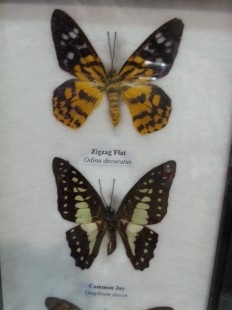 Mariposas colección. Pareja de marcos con 7 preciosas mariposas en vitrinas enmarcadas.