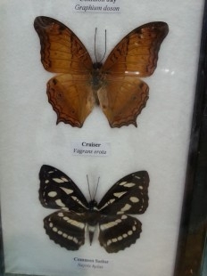 Mariposas colección. Pareja de marcos con 7 preciosas mariposas en vitrinas enmarcadas.